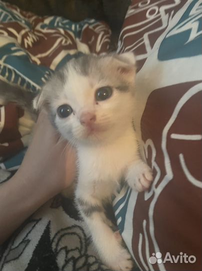 Кошка в дар бесплатно