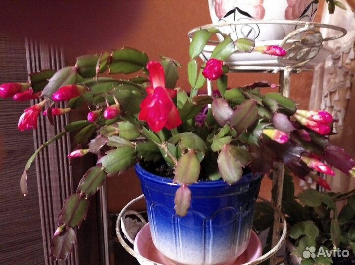 Декабрист шлюмбергера сортовые