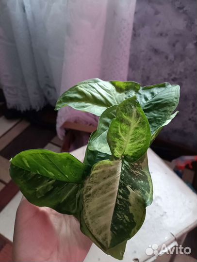 Сингониумы