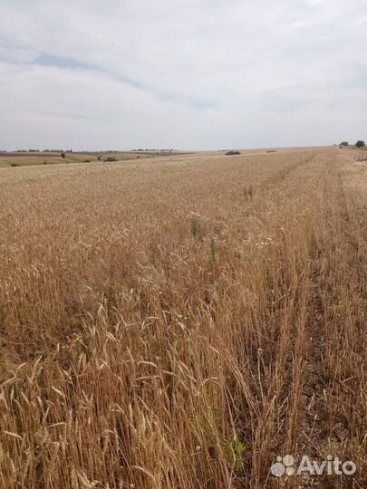 Продам Пшеницу