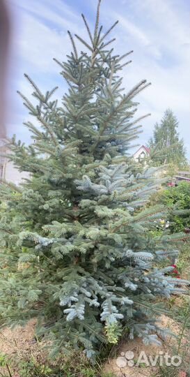 Ель голубая и зеленая