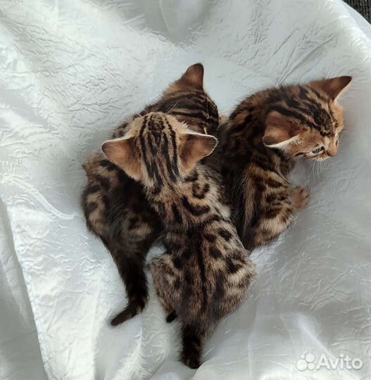 Бенгальские котята девочки