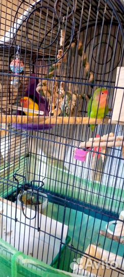 Попугай неразлучники с клеткой