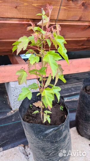 Клён Гинала