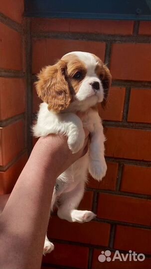 Кавалер кинг чарльз спаниель девочка и мальчик