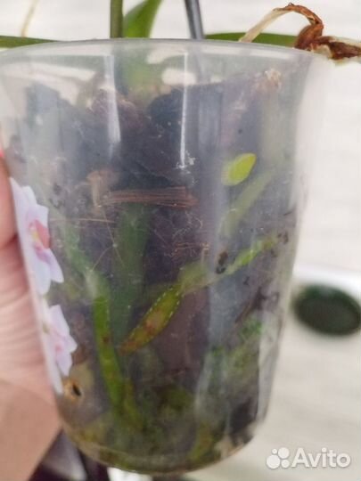 Орхидея фаленопсис