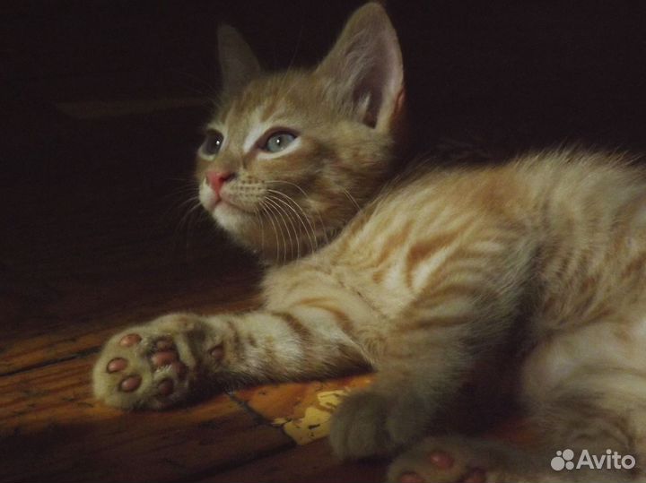 Котёнок в добрые руки