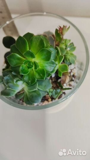 Флорариумы с суккулентами в кашпо Икея