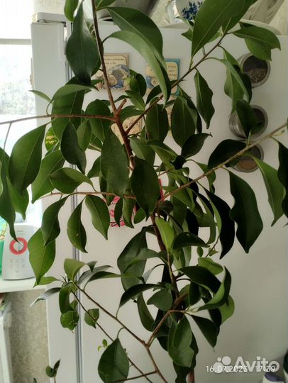 Фикус гинсенг