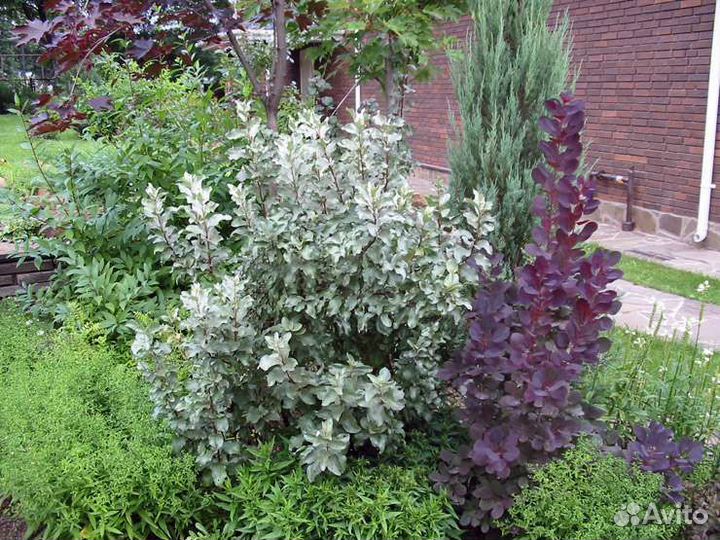 Лох серебристый (Elaeagnus commutata)