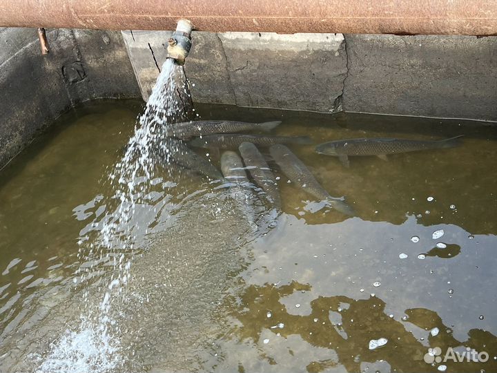 Белый амур, карп