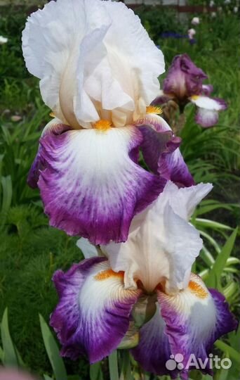 Ирисы бородатые- альбом №1