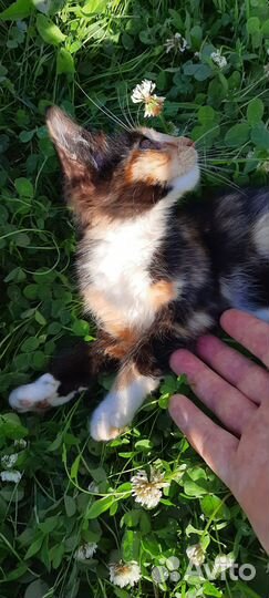 Отдам в добрые руки