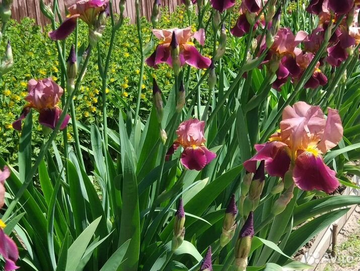 Ирис и ромашка кусты