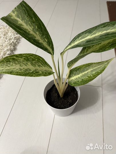 Аглаонема вайт рейн