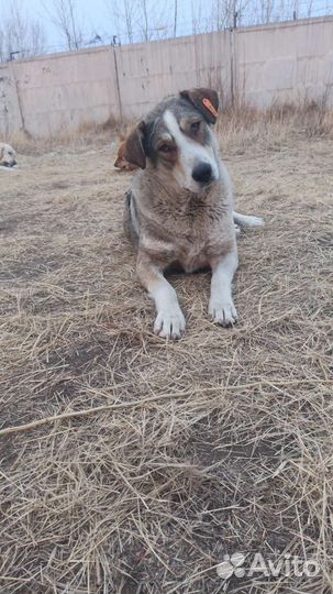 Другие животные