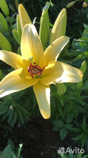 Лилия
