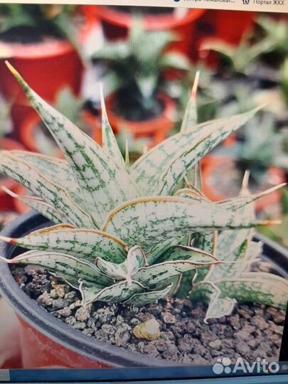 Сансевиерии сортовые и суккуленты часть 4