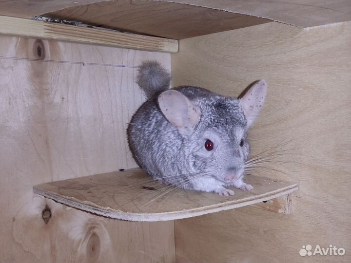 Шиншилла