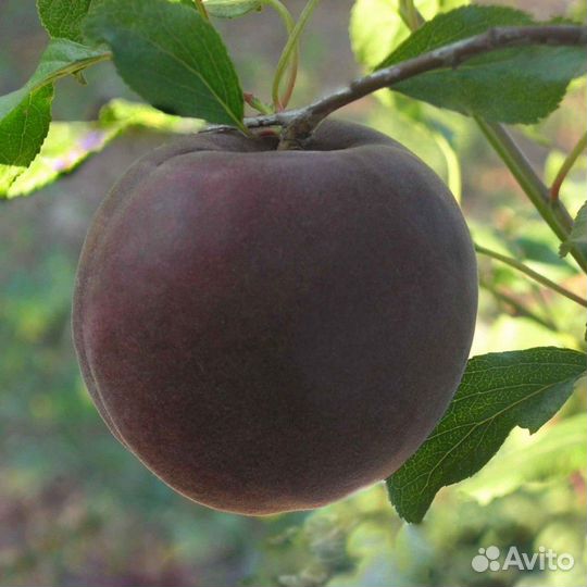 Абрикос Чёрный принц