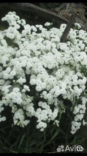 Жемчужница