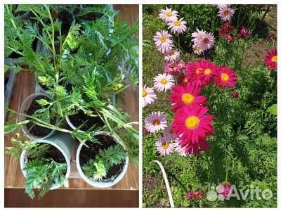 Многолетние цветы для сада