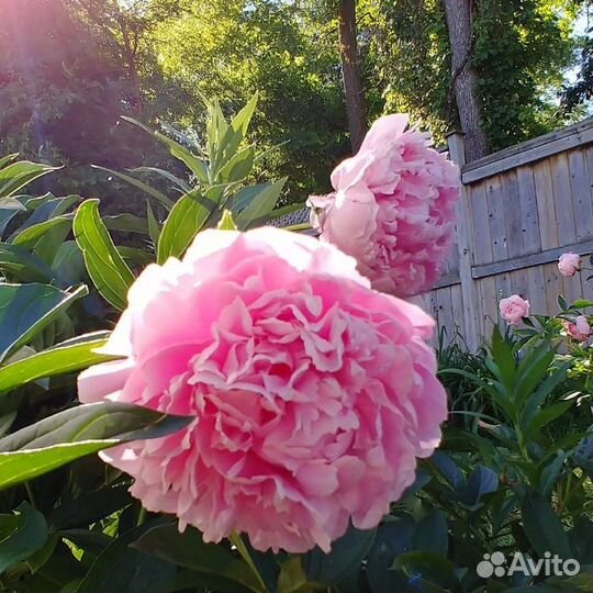 Саженцы Сортовых Пионов