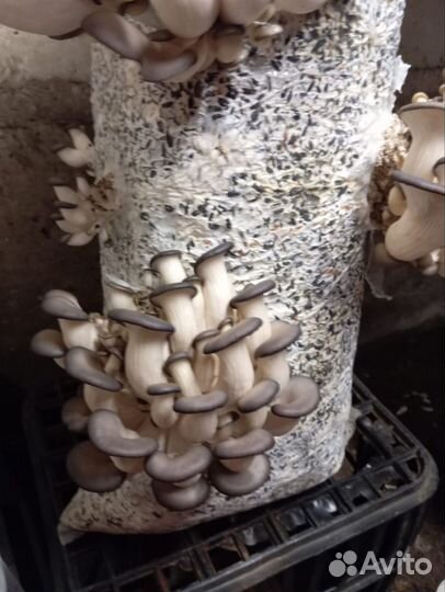 Мицелий Вешенки на зерне