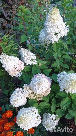 Гортензии метельчатые