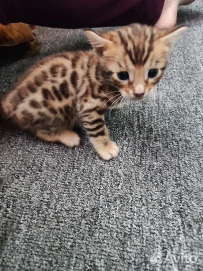 Бенгальские котята