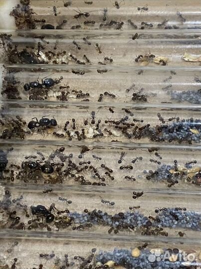 Муравьи жнецы