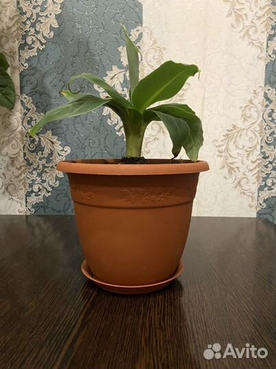 Банан комнатный