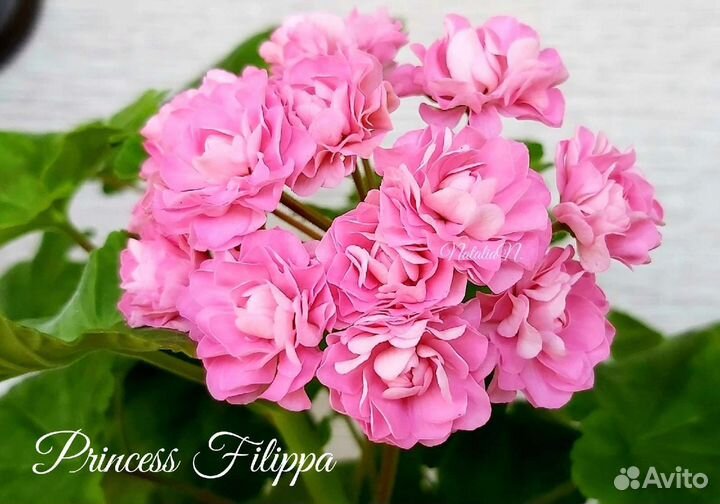 Пеларгония герань