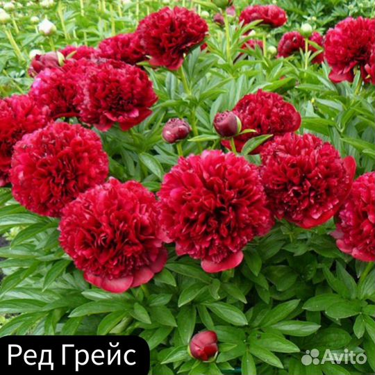 Пион Ред Грейс