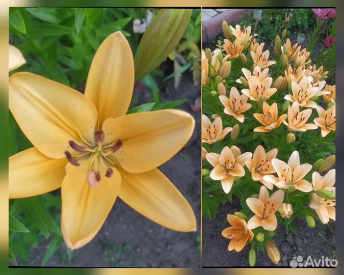 Лилии. Много разных расцветок