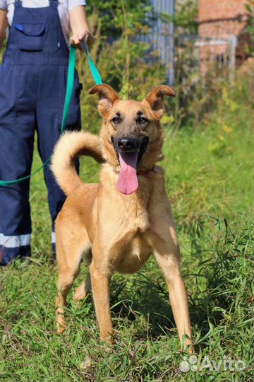 Пес ищет Семью