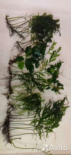 Аквариумные растения