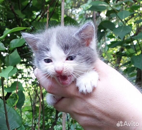 Котята-подкидыши в добрые руки