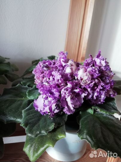 Фиалки взрослые сортовые