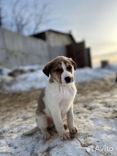 Щенки бесплатно