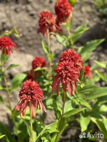 Эхинацея пурпурная и другие цвета