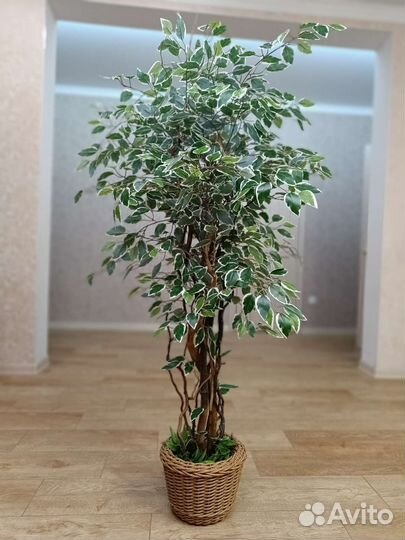 Бенджамин искусственный манго