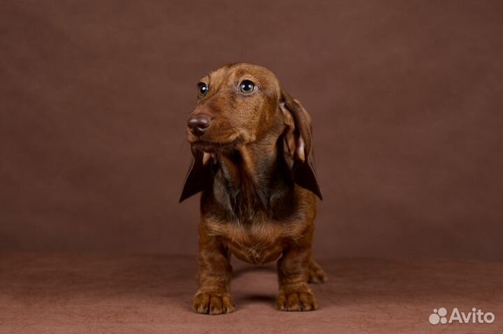 Карликовая такса