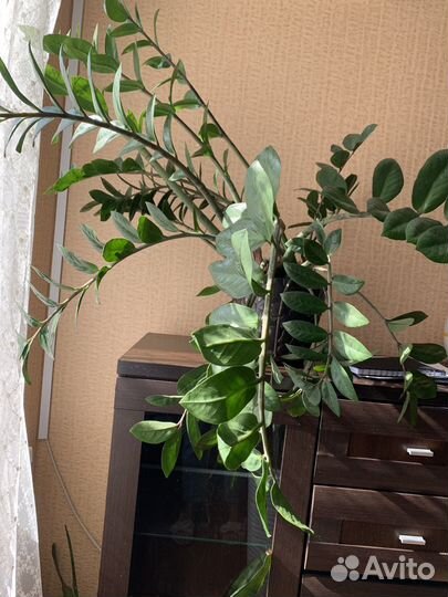 Комнатные цветы