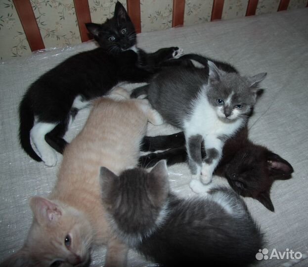 Котята маленькие коты и кошки отдам