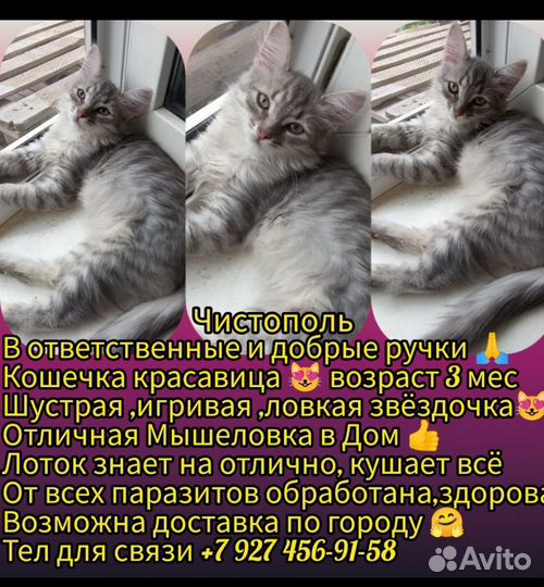 Домашние животные