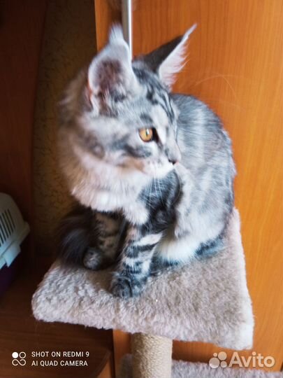 Котята Мейн кун, девочка