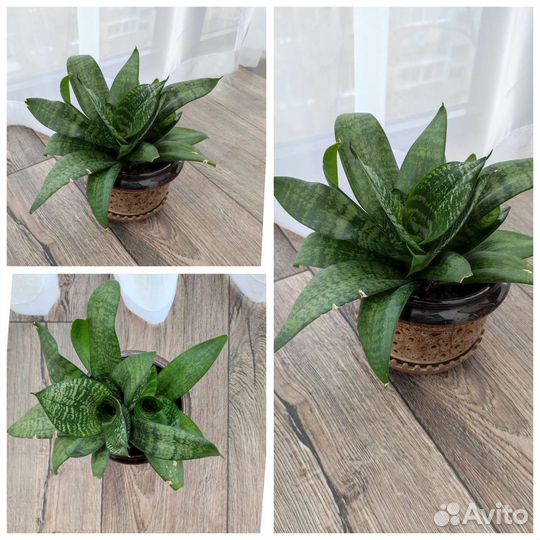 Хлорофитум и сансевиера