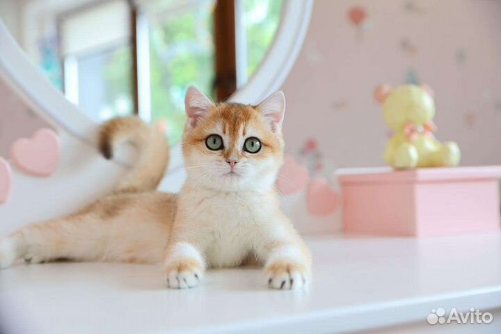 Британская золотая шиншилла