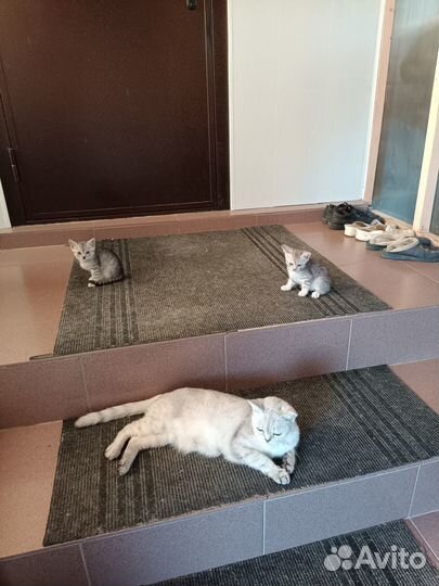 Котята в добрые руки, приучены к лотку